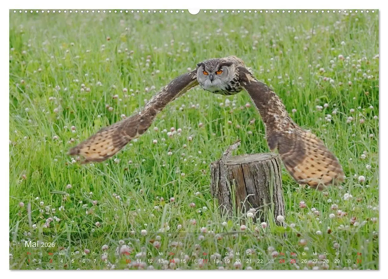 Bild: 9783516126518 | Eulen-Kalender (hochwertiger Premium Wandkalender 2026 DIN A2...