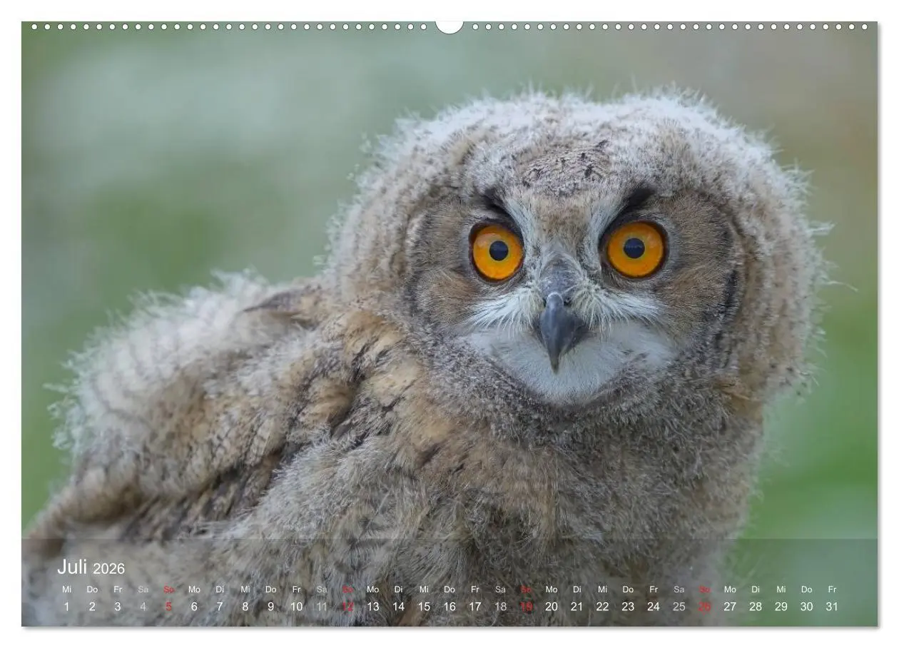 Bild: 9783516126518 | Eulen-Kalender (hochwertiger Premium Wandkalender 2026 DIN A2...