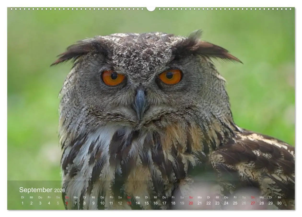 Bild: 9783516126518 | Eulen-Kalender (hochwertiger Premium Wandkalender 2026 DIN A2...