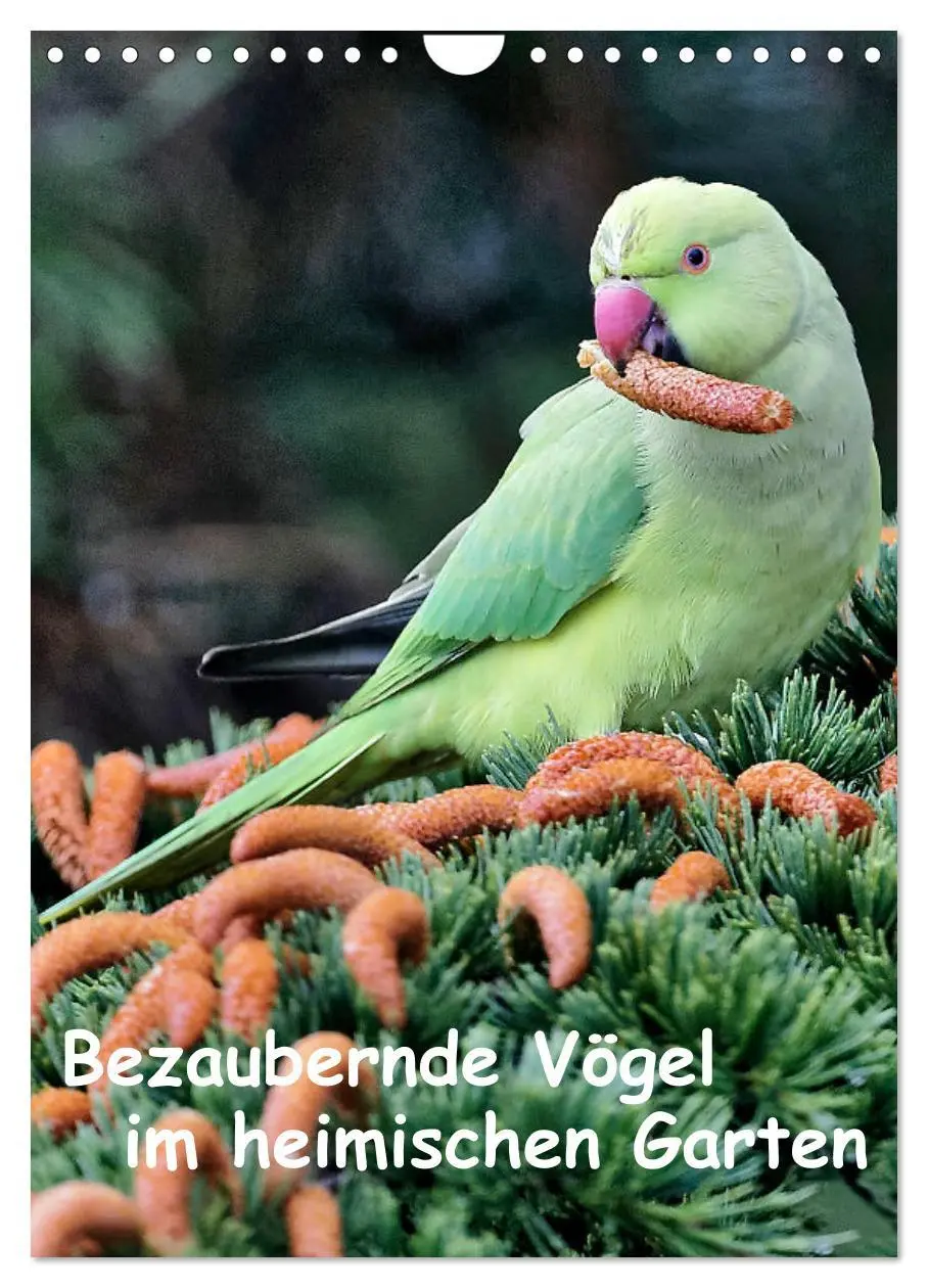 Cover: 9783516436518 | Bezaubernde Vögel im heimischen Garten (Wandkalender 2026 DIN A4...