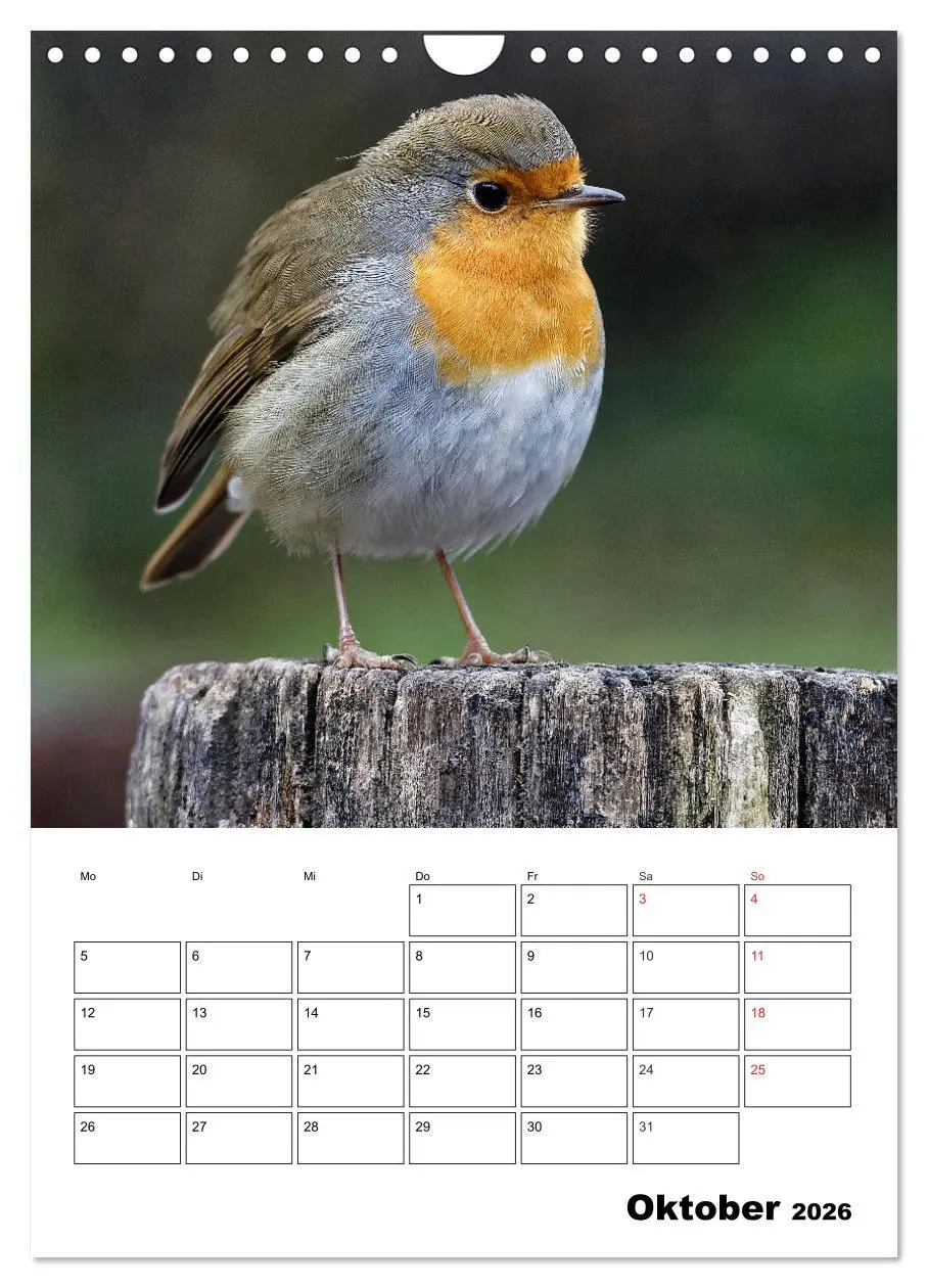 Bild: 9783516436518 | Bezaubernde Vögel im heimischen Garten (Wandkalender 2026 DIN A4...