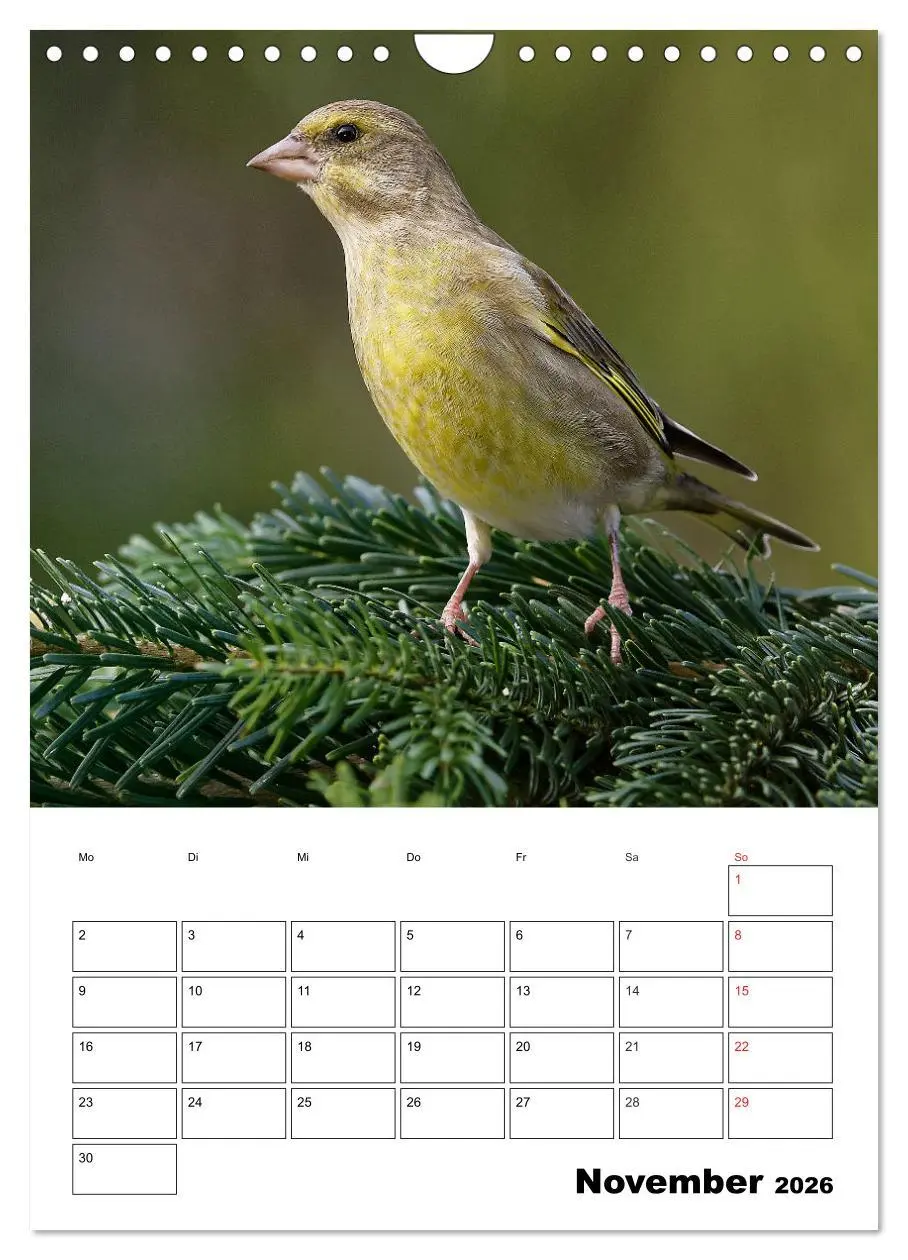 Bild: 9783516436518 | Bezaubernde Vögel im heimischen Garten (Wandkalender 2026 DIN A4...