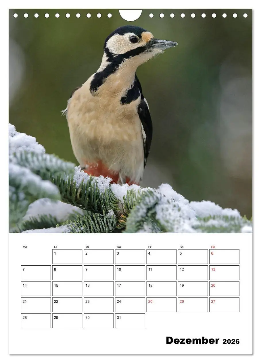Bild: 9783516436518 | Bezaubernde Vögel im heimischen Garten (Wandkalender 2026 DIN A4...