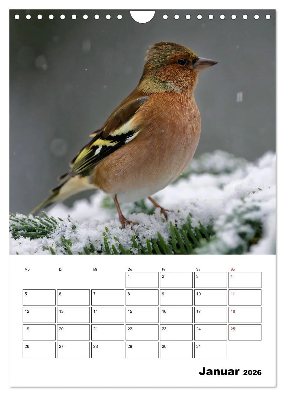 Bild: 9783516436518 | Bezaubernde Vögel im heimischen Garten (Wandkalender 2026 DIN A4...