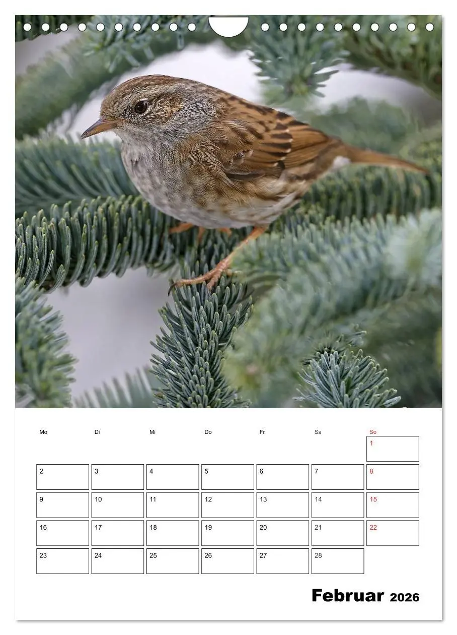 Bild: 9783516436518 | Bezaubernde Vögel im heimischen Garten (Wandkalender 2026 DIN A4...