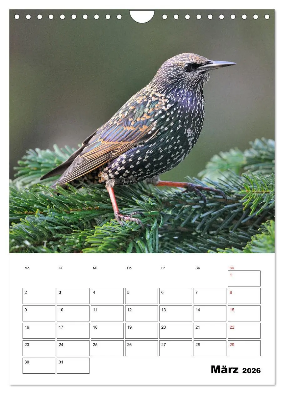 Bild: 9783516436518 | Bezaubernde Vögel im heimischen Garten (Wandkalender 2026 DIN A4...