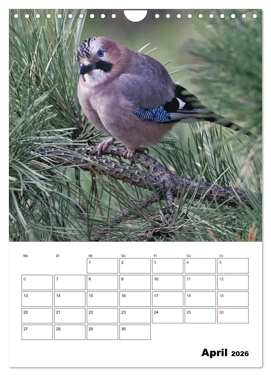 Bild: 9783516436518 | Bezaubernde Vögel im heimischen Garten (Wandkalender 2026 DIN A4...