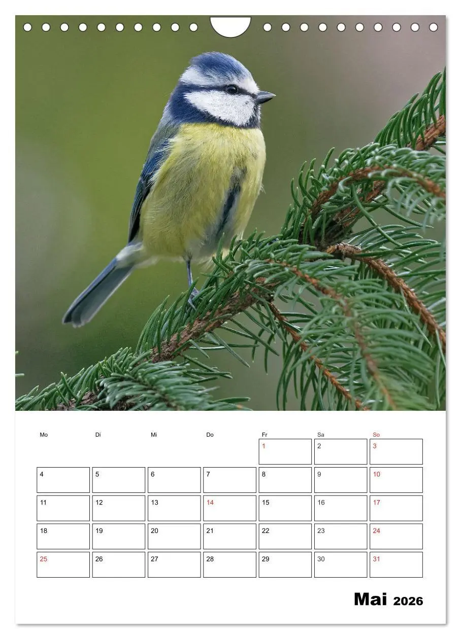 Bild: 9783516436518 | Bezaubernde Vögel im heimischen Garten (Wandkalender 2026 DIN A4...