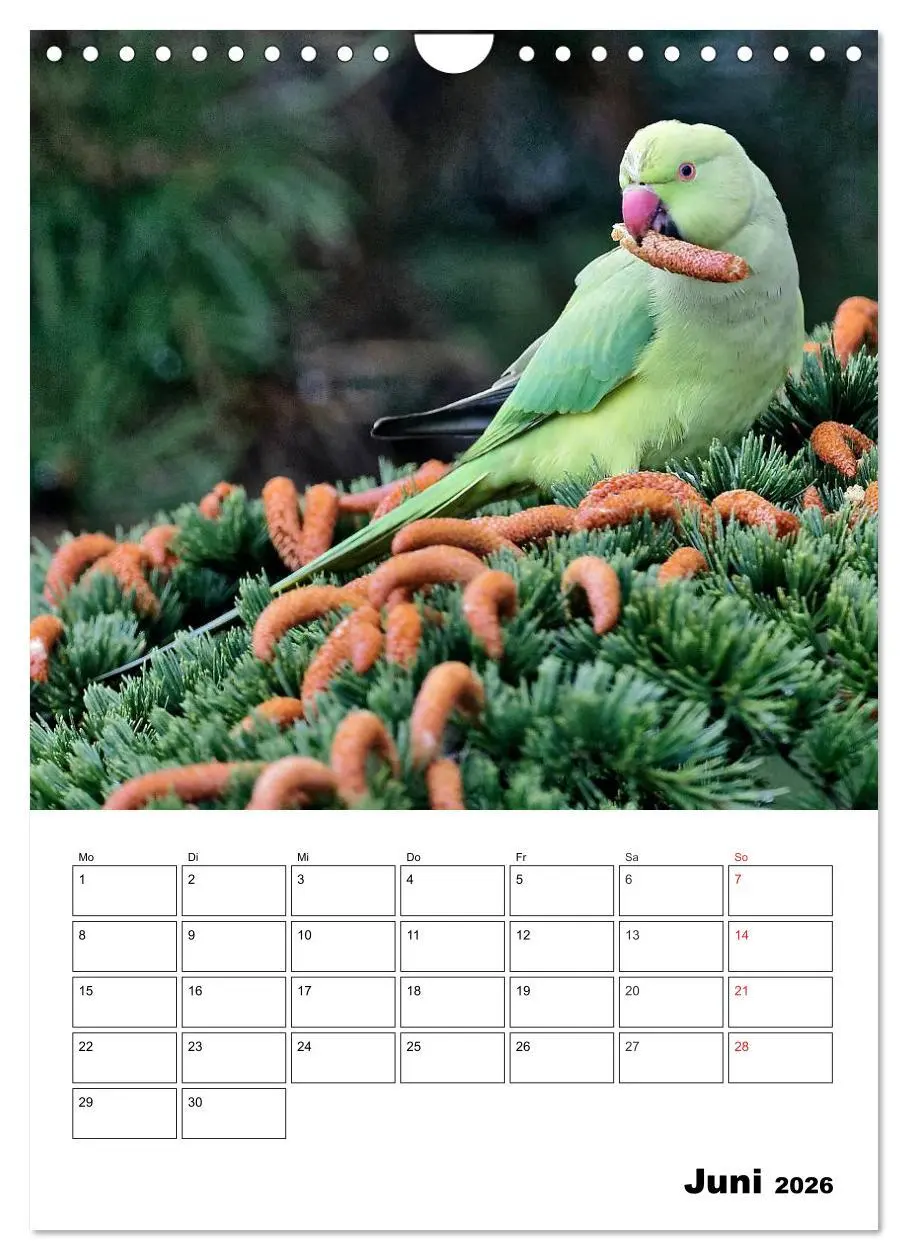 Bild: 9783516436518 | Bezaubernde Vögel im heimischen Garten (Wandkalender 2026 DIN A4...