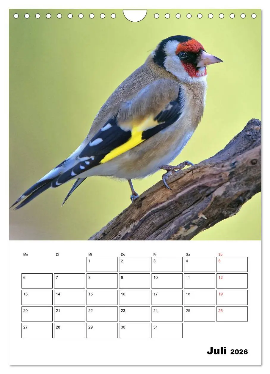 Bild: 9783516436518 | Bezaubernde Vögel im heimischen Garten (Wandkalender 2026 DIN A4...