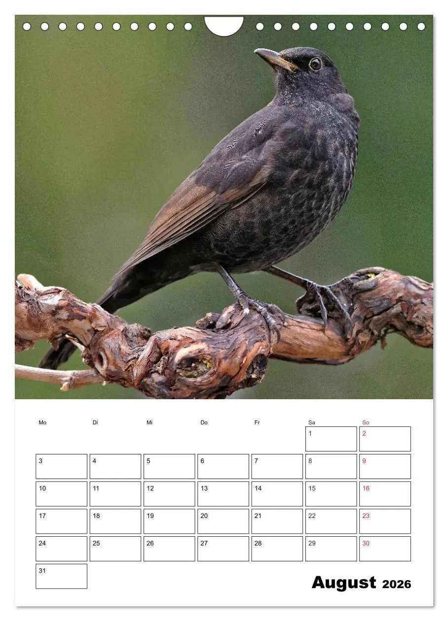 Bild: 9783516436518 | Bezaubernde Vögel im heimischen Garten (Wandkalender 2026 DIN A4...