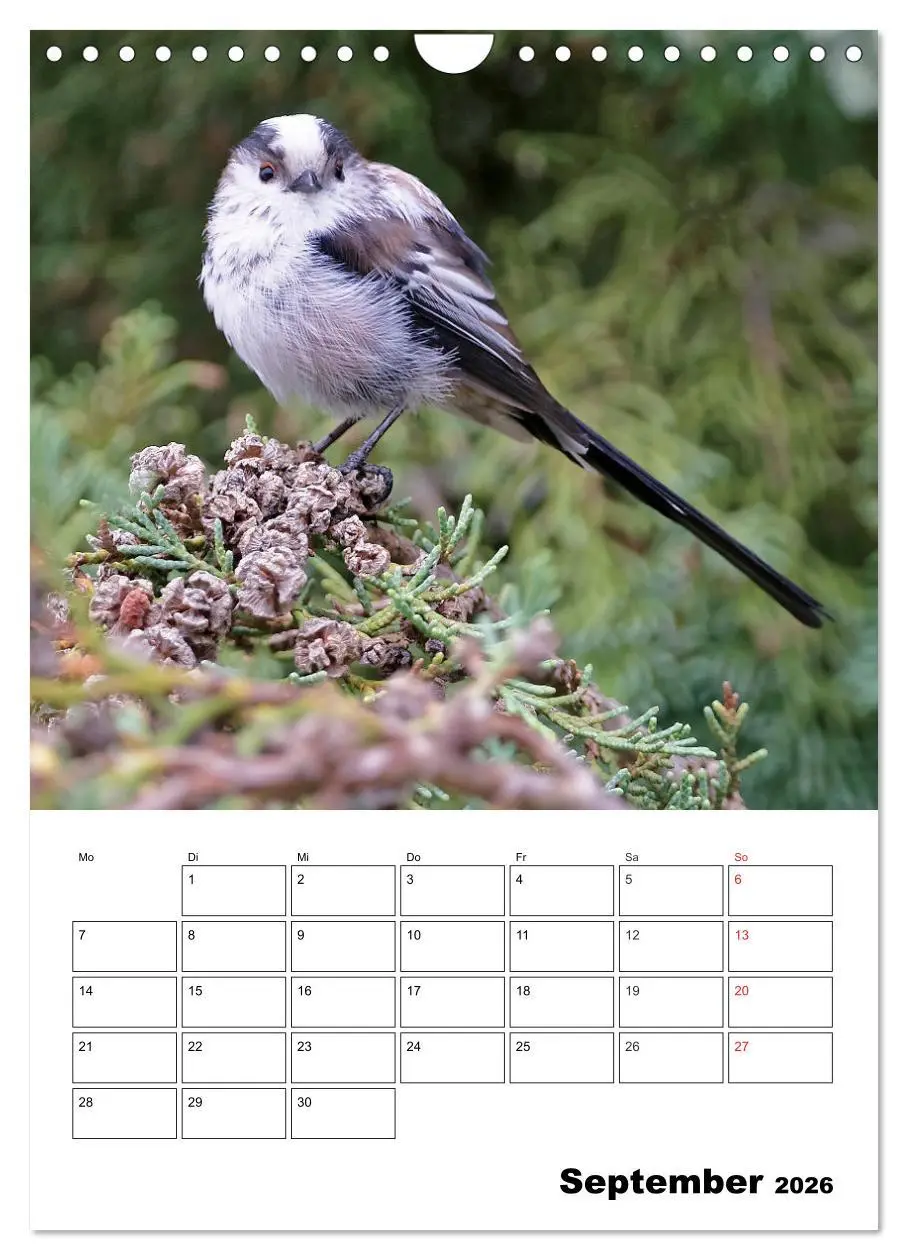 Bild: 9783516436518 | Bezaubernde Vögel im heimischen Garten (Wandkalender 2026 DIN A4...