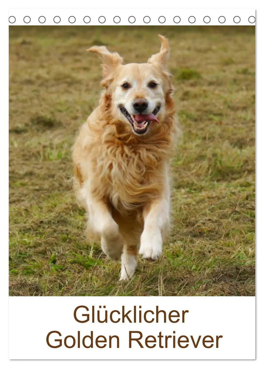 Cover: 9783516426618 | Glücklicher Golden Retriever (Tischkalender 2026 DIN A5 hoch),...