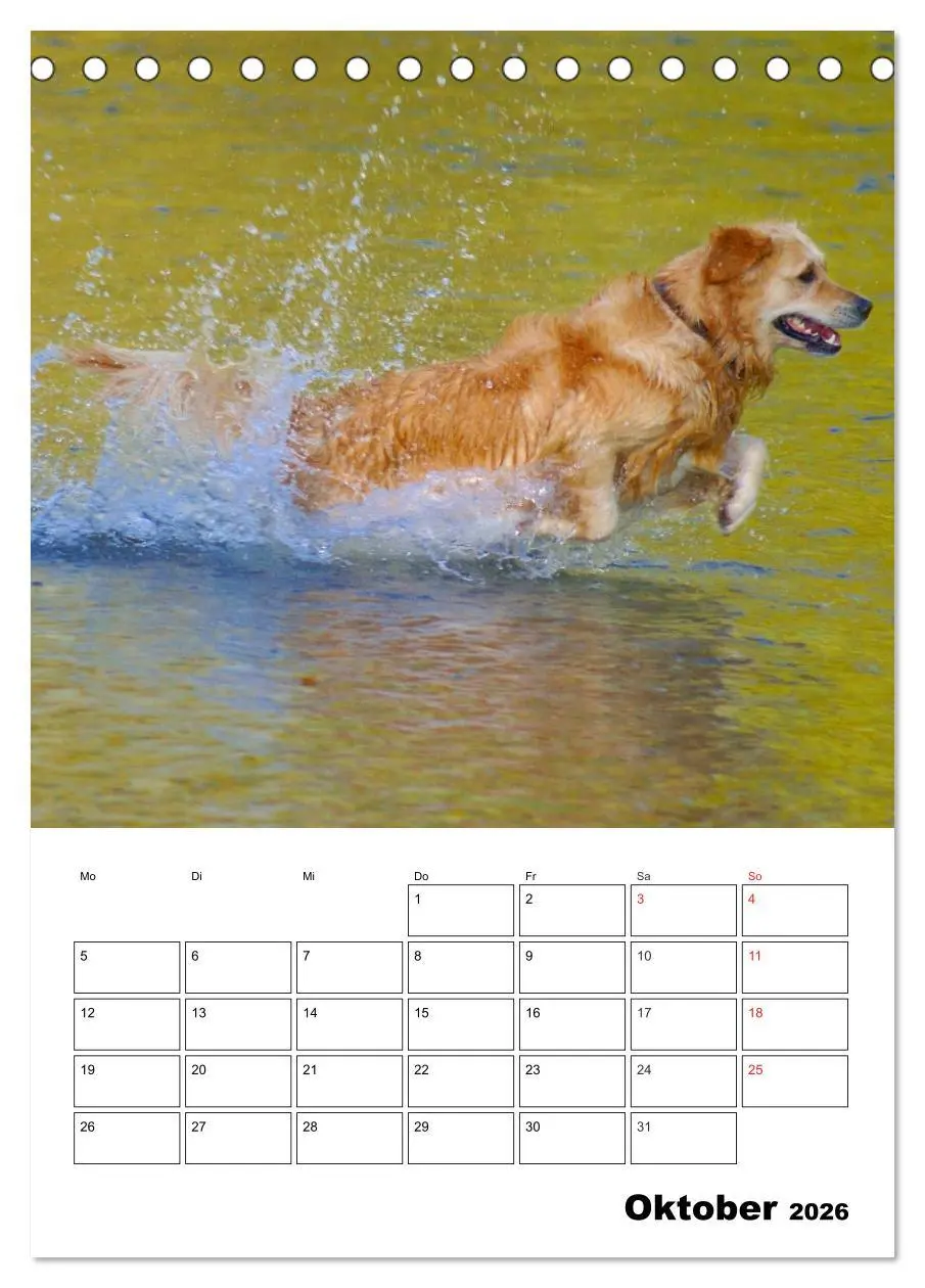 Bild: 9783516426618 | Glücklicher Golden Retriever (Tischkalender 2026 DIN A5 hoch),...