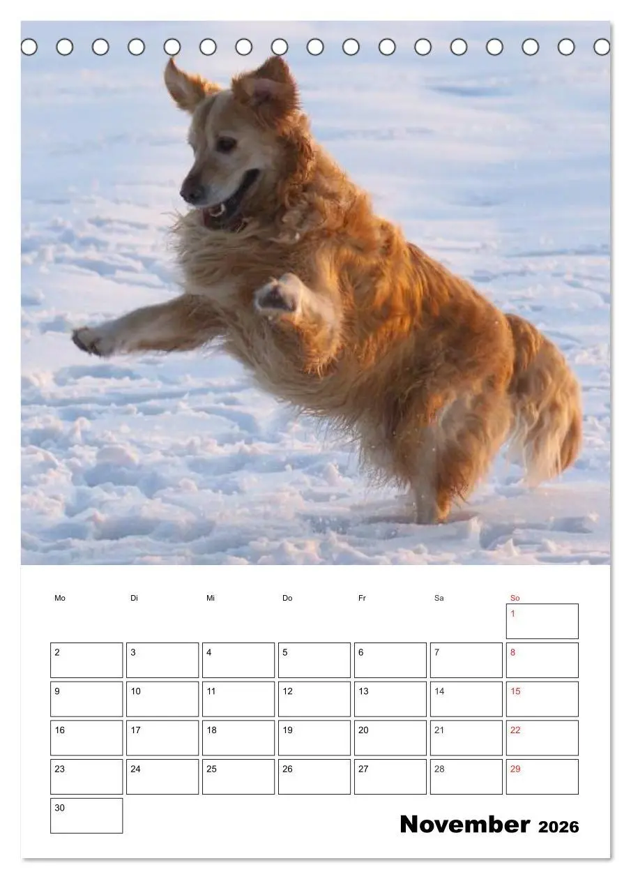 Bild: 9783516426618 | Glücklicher Golden Retriever (Tischkalender 2026 DIN A5 hoch),...