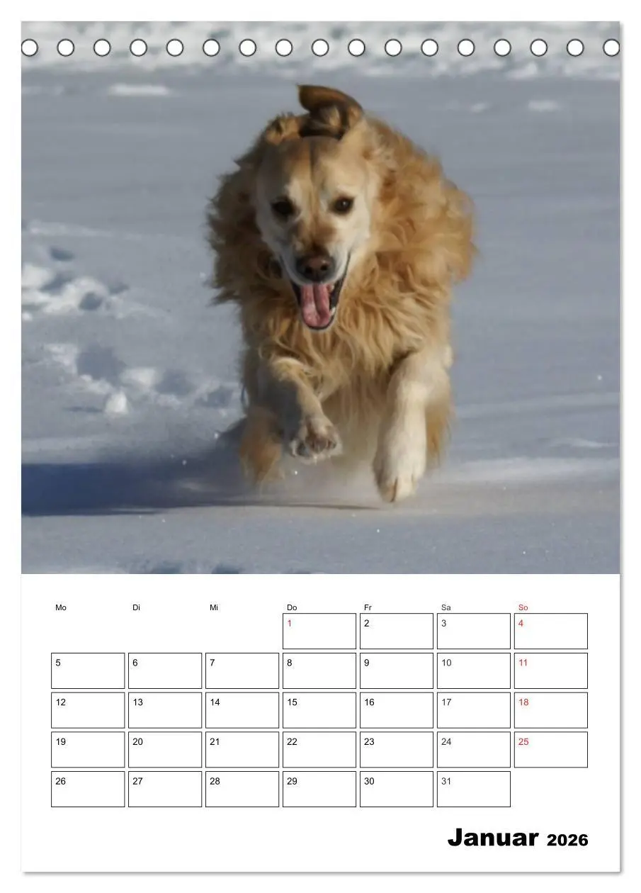 Bild: 9783516426618 | Glücklicher Golden Retriever (Tischkalender 2026 DIN A5 hoch),...