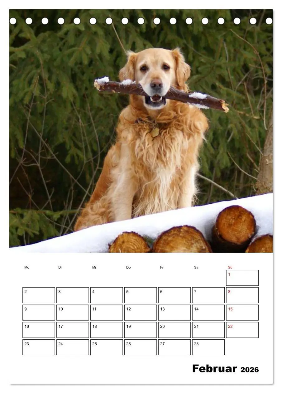 Bild: 9783516426618 | Glücklicher Golden Retriever (Tischkalender 2026 DIN A5 hoch),...