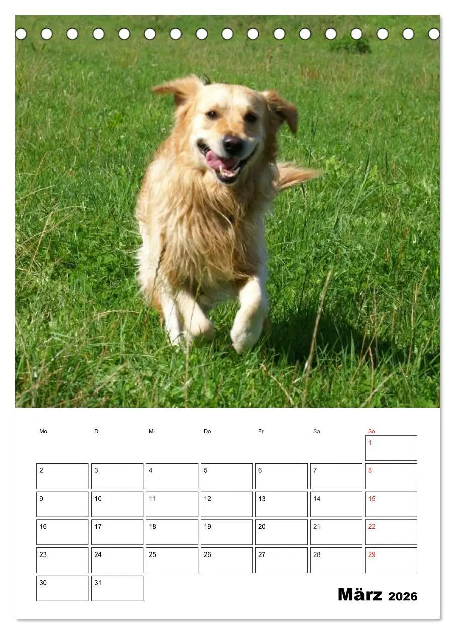 Bild: 9783516426618 | Glücklicher Golden Retriever (Tischkalender 2026 DIN A5 hoch),...