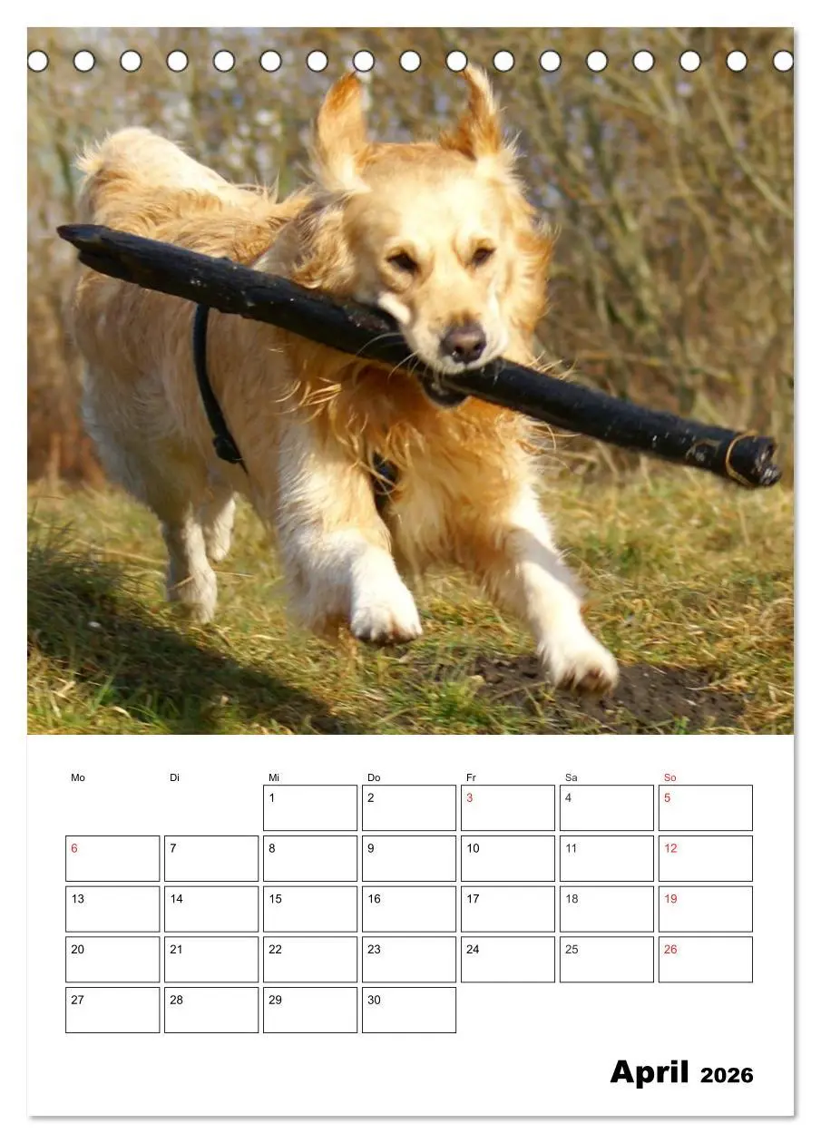 Bild: 9783516426618 | Glücklicher Golden Retriever (Tischkalender 2026 DIN A5 hoch),...