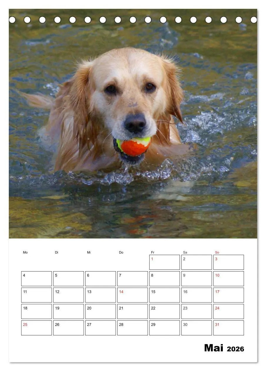 Bild: 9783516426618 | Glücklicher Golden Retriever (Tischkalender 2026 DIN A5 hoch),...