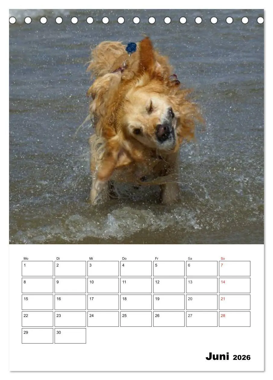 Bild: 9783516426618 | Glücklicher Golden Retriever (Tischkalender 2026 DIN A5 hoch),...