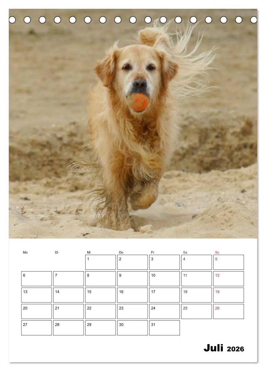 Bild: 9783516426618 | Glücklicher Golden Retriever (Tischkalender 2026 DIN A5 hoch),...