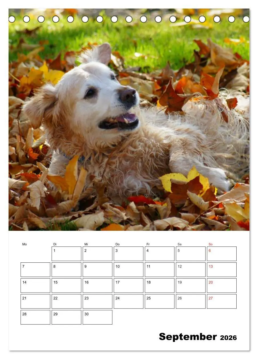 Bild: 9783516426618 | Glücklicher Golden Retriever (Tischkalender 2026 DIN A5 hoch),...