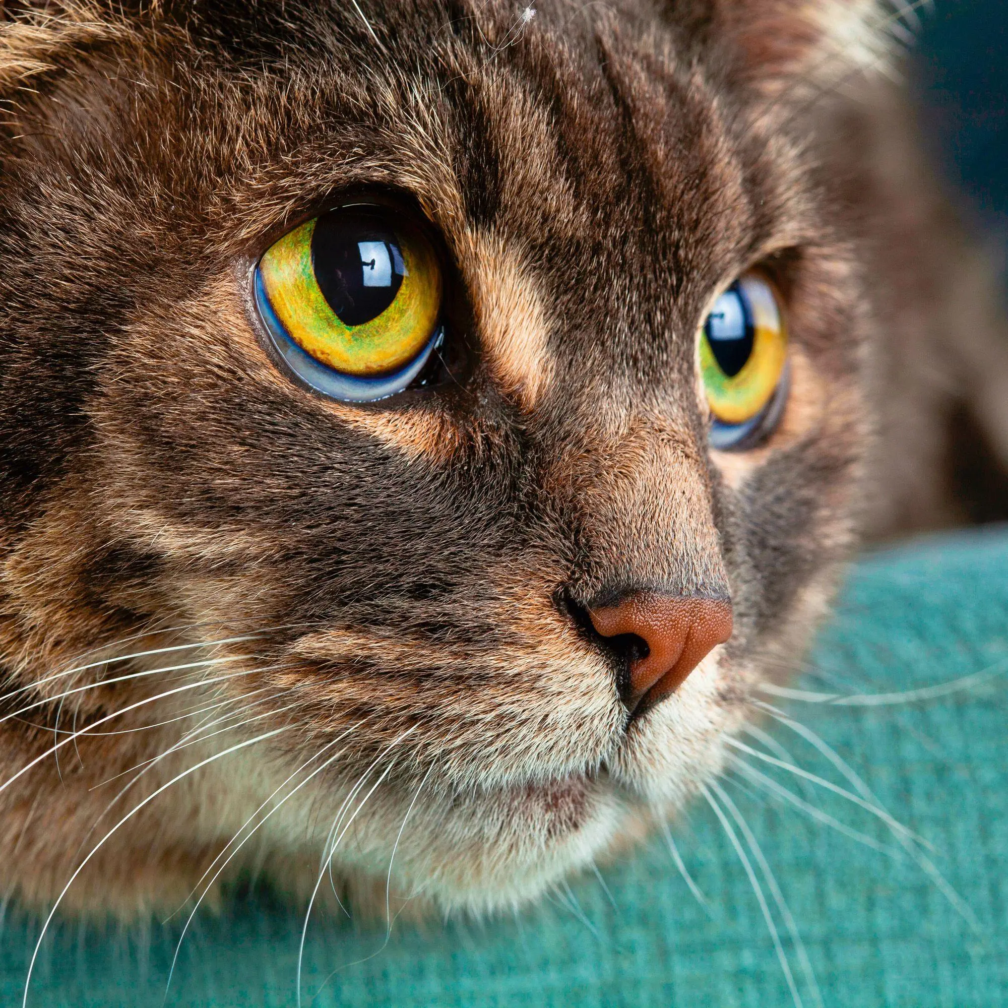 Bild: 9783959296618 | Cool Cats 2027 | Kalender 2027 | Kalender | Wonderful World | 28 S.