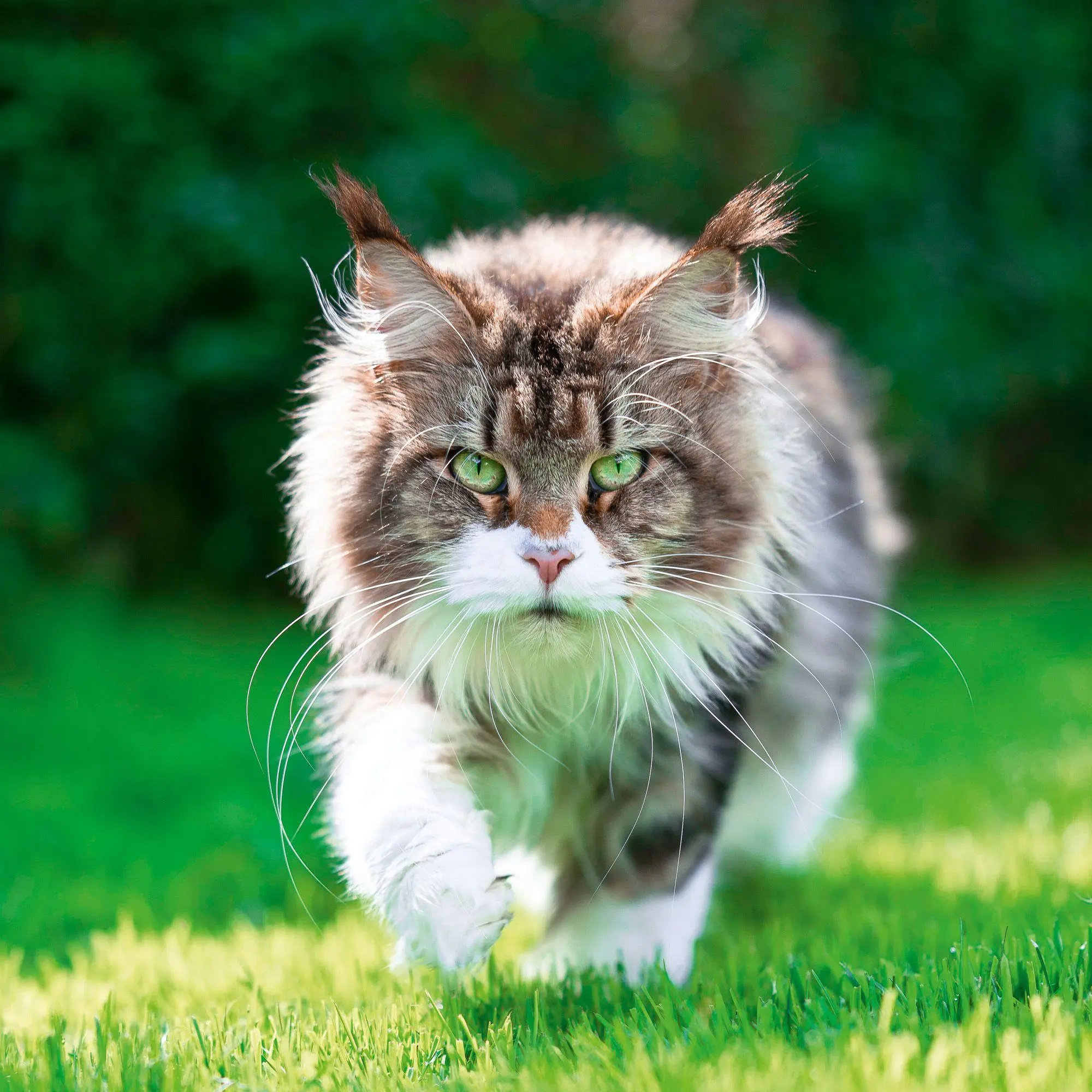 Bild: 9783959296618 | Cool Cats 2027 | Kalender 2027 | Kalender | Wonderful World | 28 S.