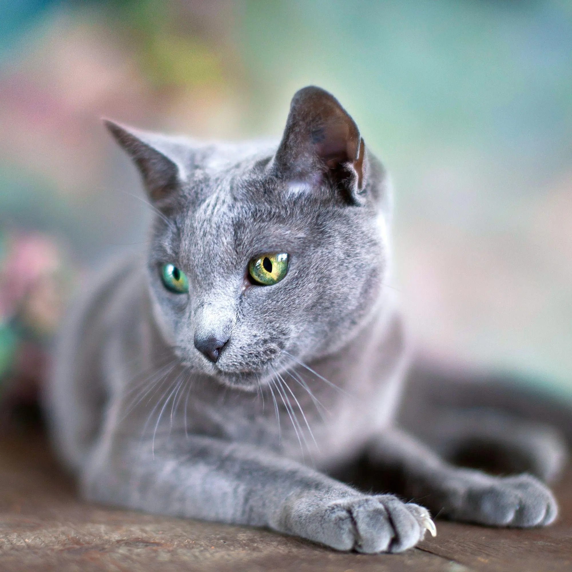 Bild: 9783959296618 | Cool Cats 2027 | Kalender 2027 | Kalender | Wonderful World | 28 S.