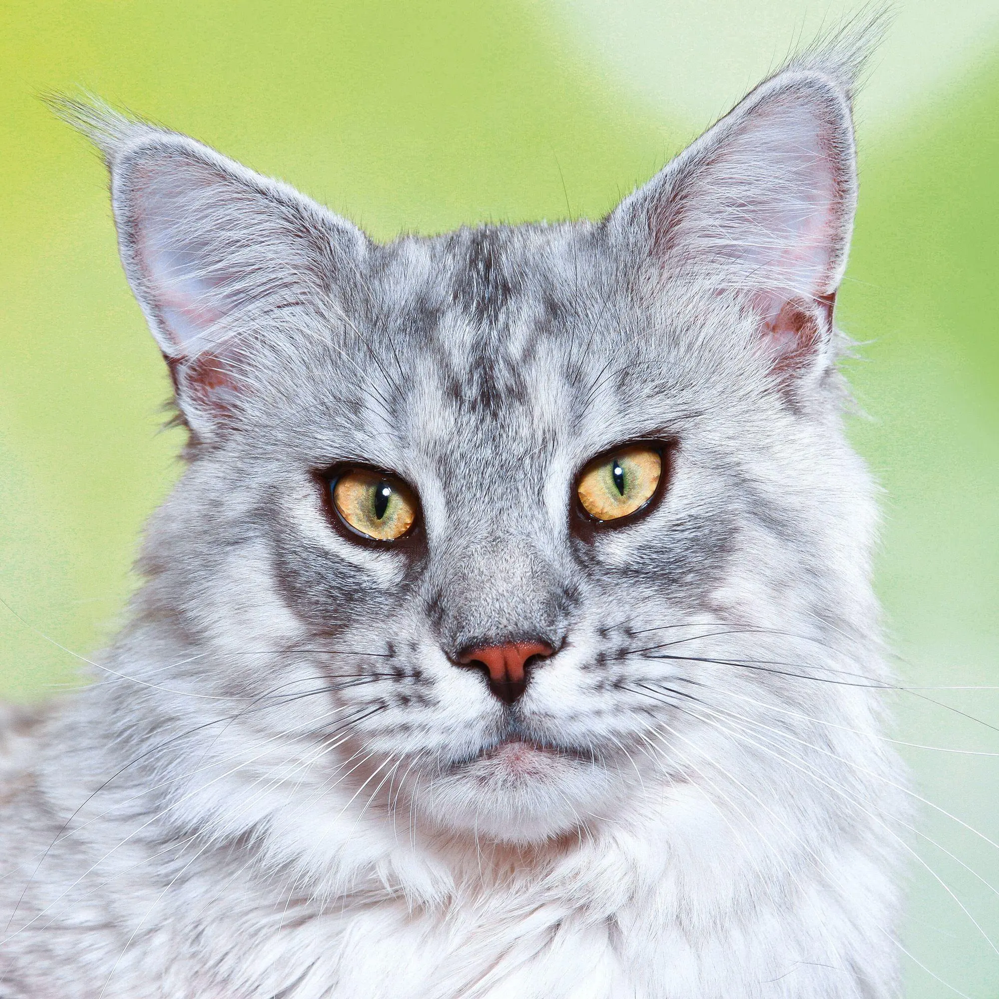 Bild: 9783959296618 | Cool Cats 2027 | Kalender 2027 | Kalender | Wonderful World | 28 S.