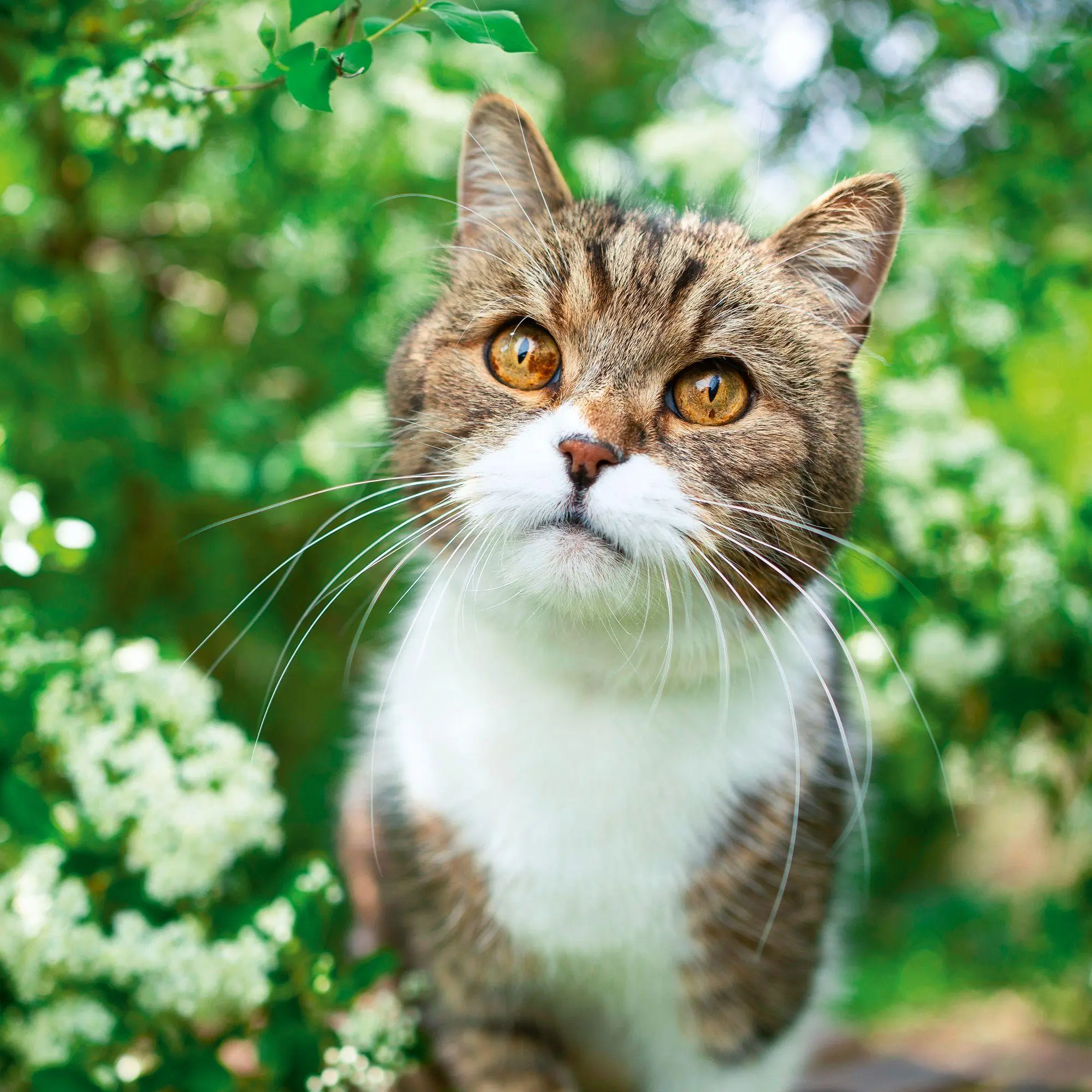 Bild: 9783959296618 | Cool Cats 2027 | Kalender 2027 | Kalender | Wonderful World | 28 S.