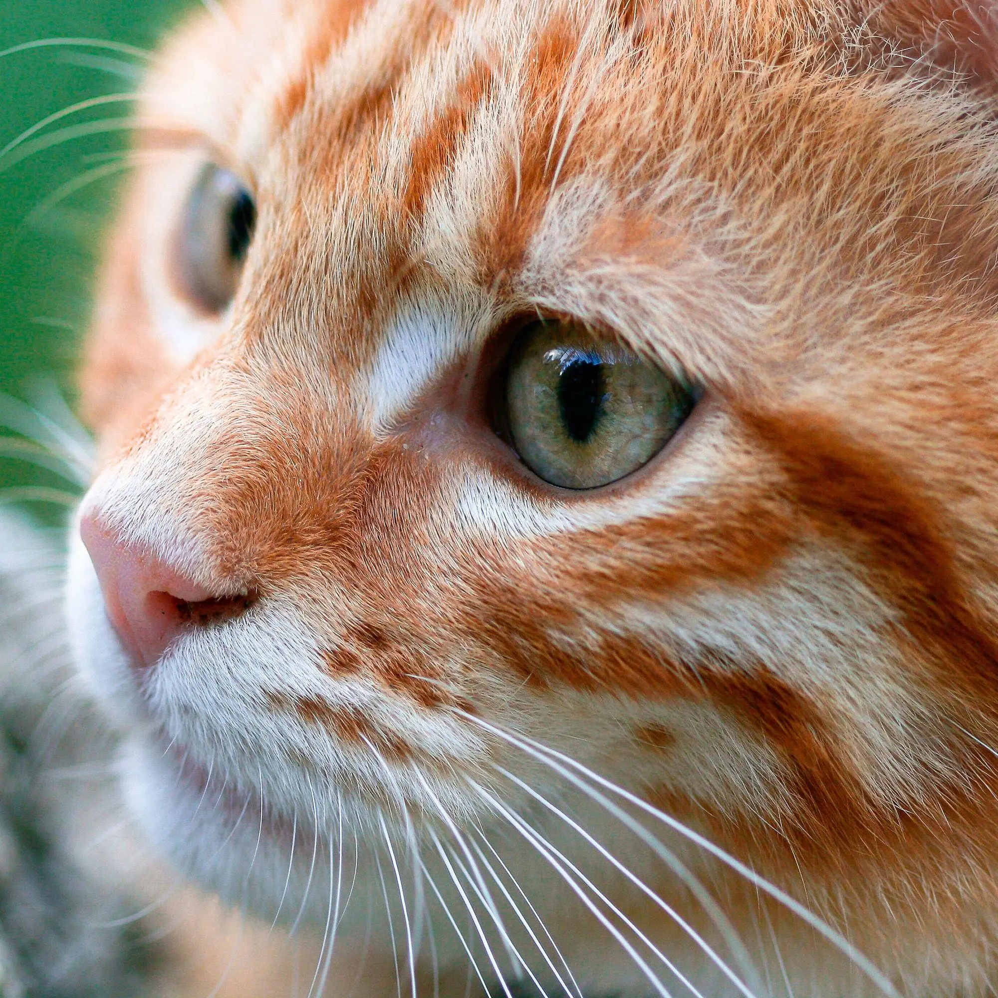 Bild: 9783959296618 | Cool Cats 2027 | Kalender 2027 | Kalender | Wonderful World | 28 S.