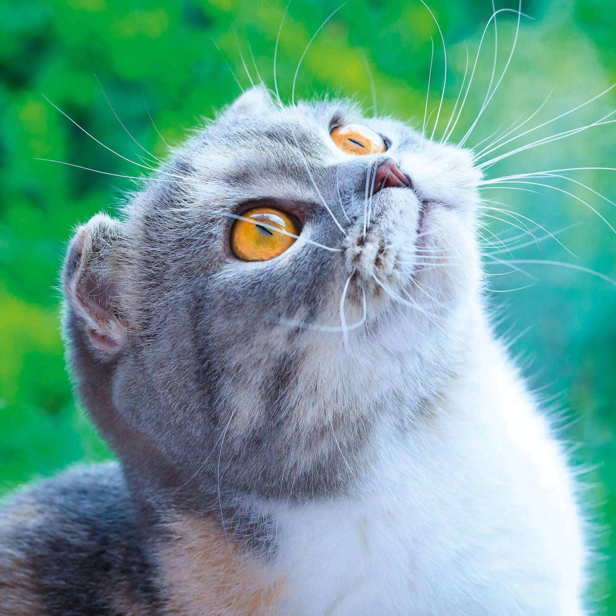 Bild: 9783959296618 | Cool Cats 2027 | Kalender 2027 | Kalender | Wonderful World | 28 S.