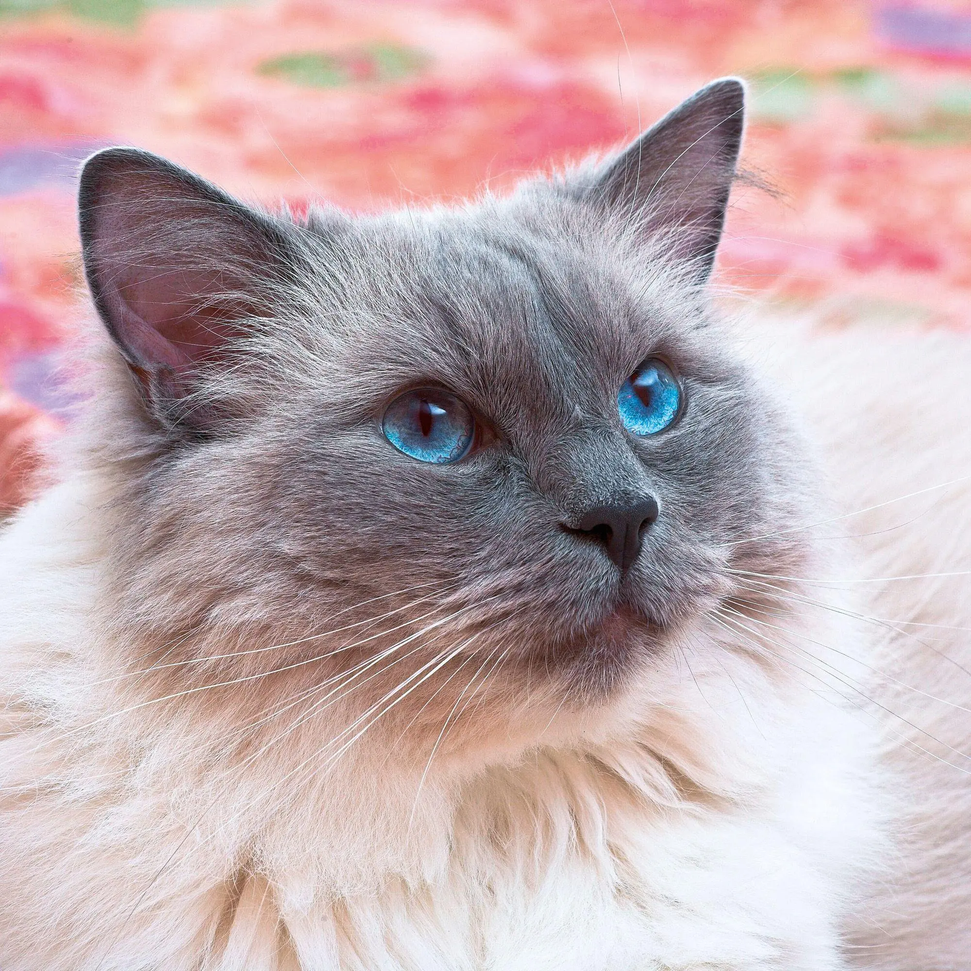 Bild: 9783959296618 | Cool Cats 2027 | Kalender 2027 | Kalender | Wonderful World | 28 S.