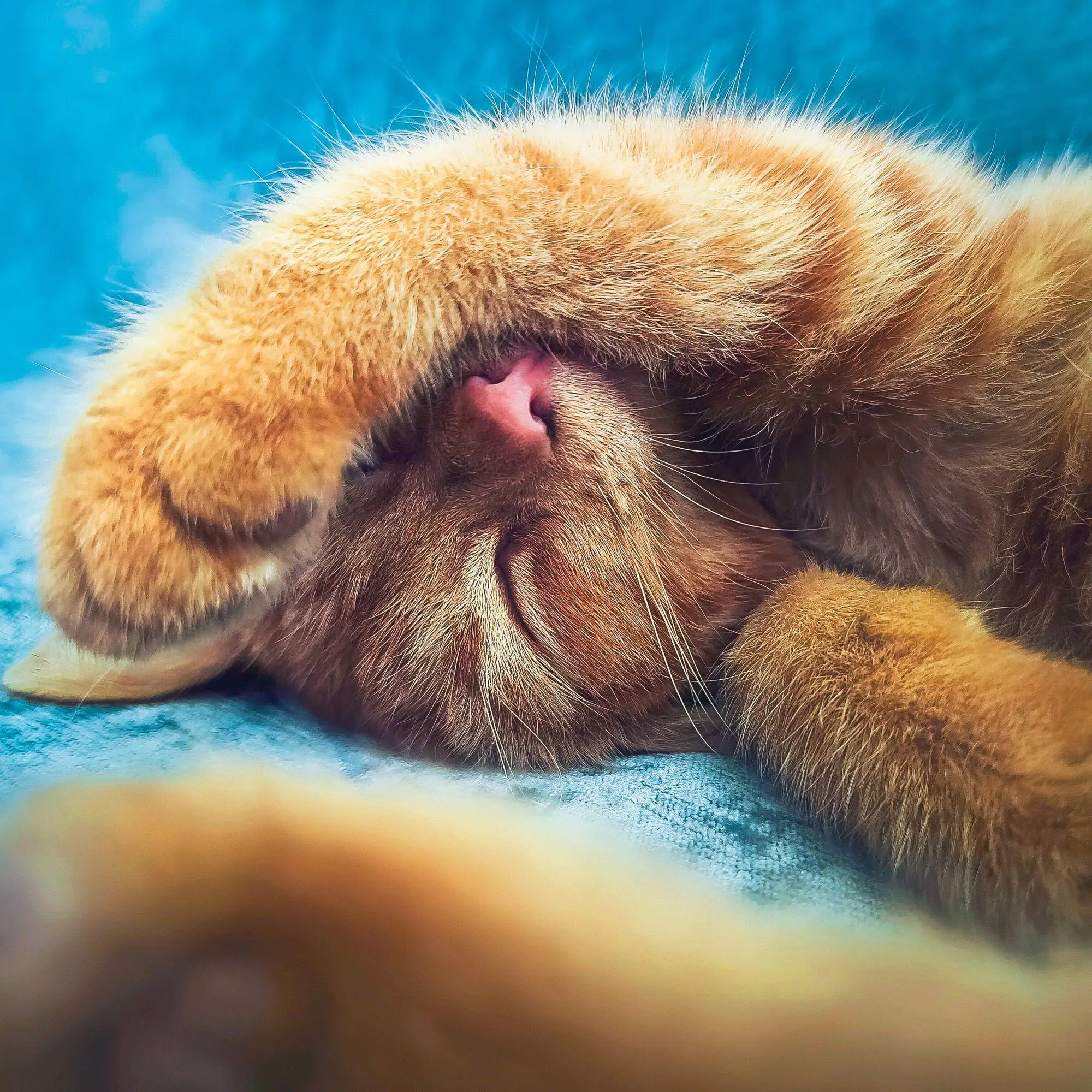 Bild: 9783959296618 | Cool Cats 2027 | Kalender 2027 | Kalender | Wonderful World | 28 S.