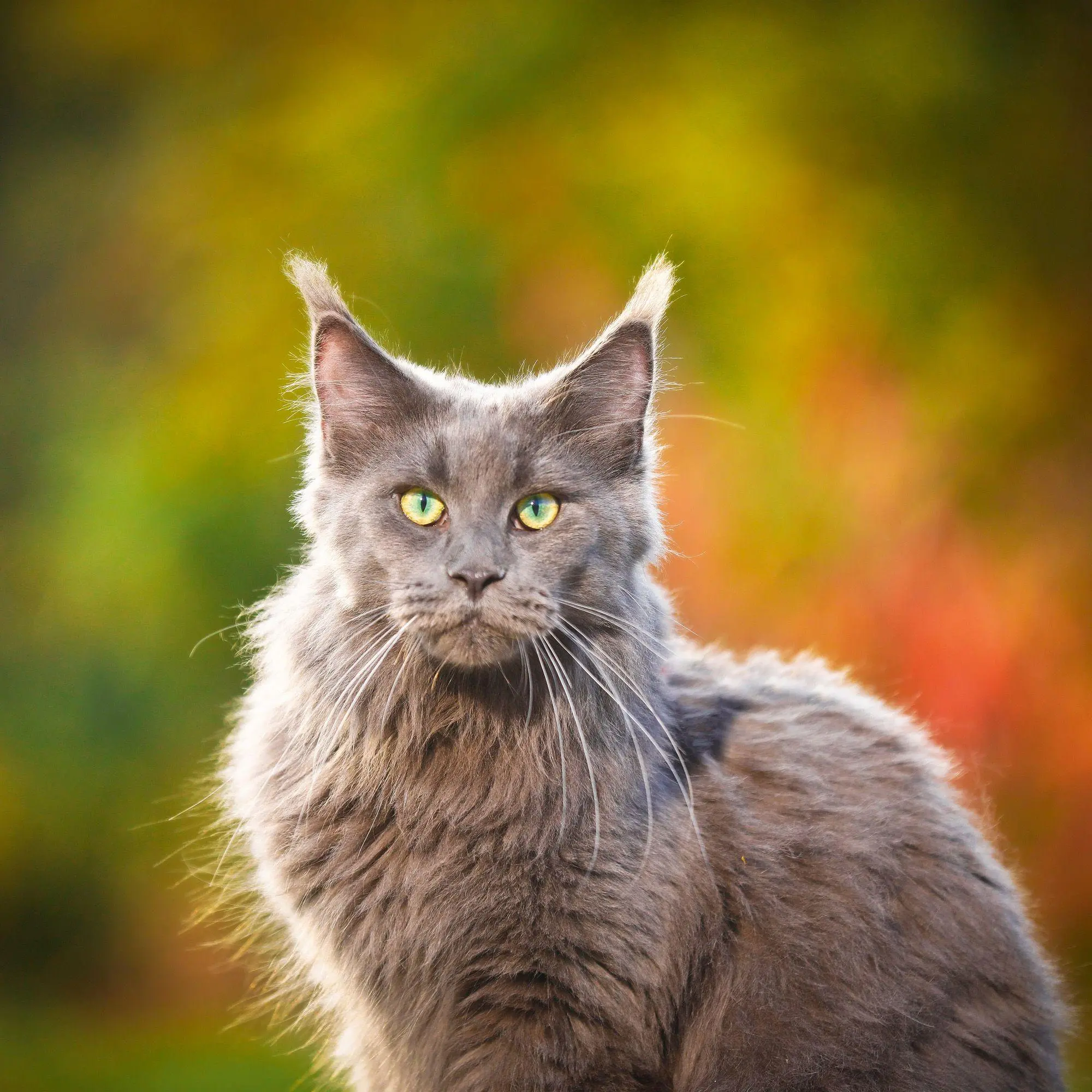 Bild: 9783959296618 | Cool Cats 2027 | Kalender 2027 | Kalender | Wonderful World | 28 S.