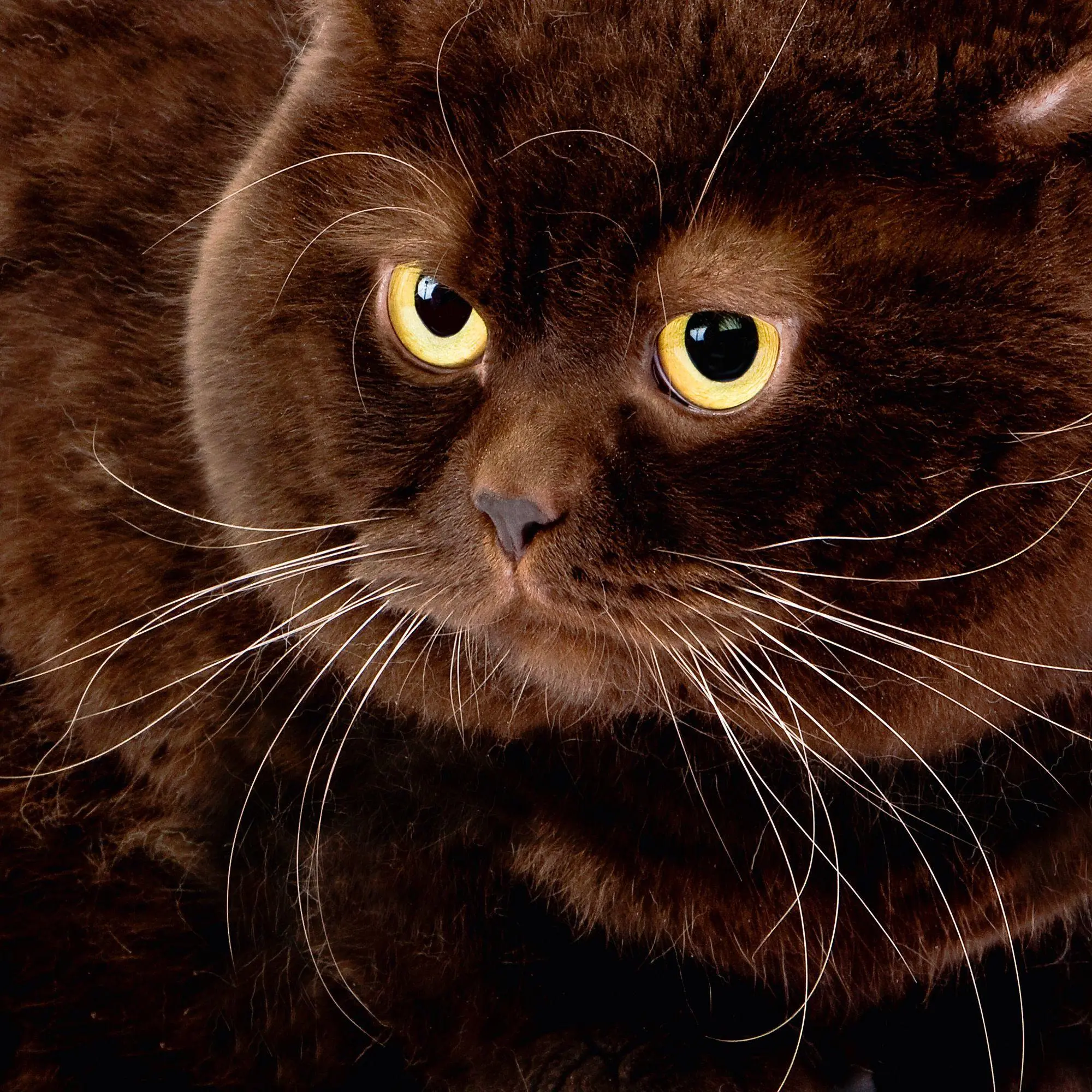 Bild: 9783959296618 | Cool Cats 2027 | Kalender 2027 | Kalender | Wonderful World | 28 S.