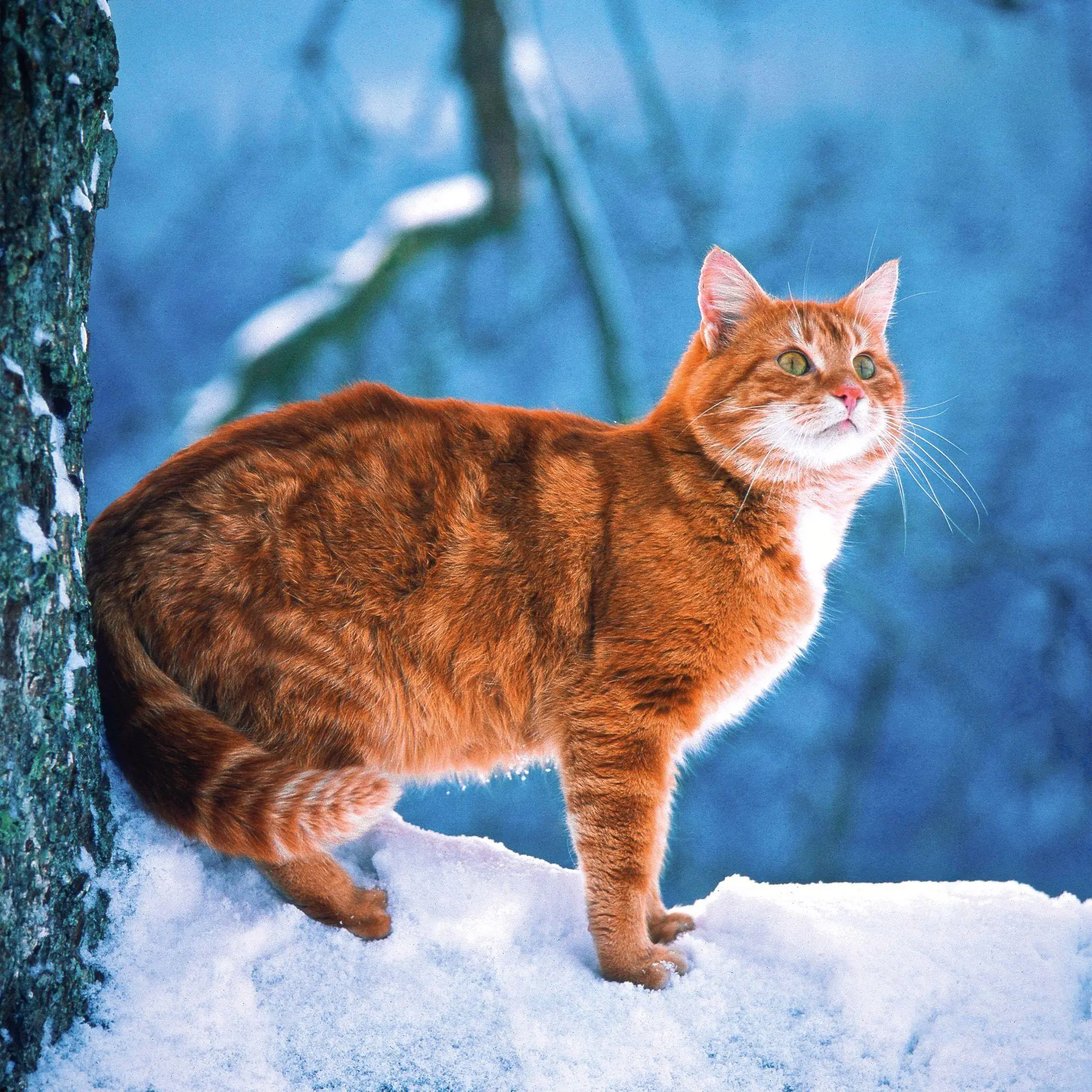 Bild: 9783959296618 | Cool Cats 2027 | Kalender 2027 | Kalender | Wonderful World | 28 S.