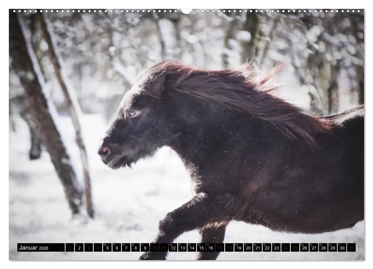 Bild: 9783457706718 | Shetlandpony Kalender (hochwertiger Premium Wandkalender 2026 DIN...