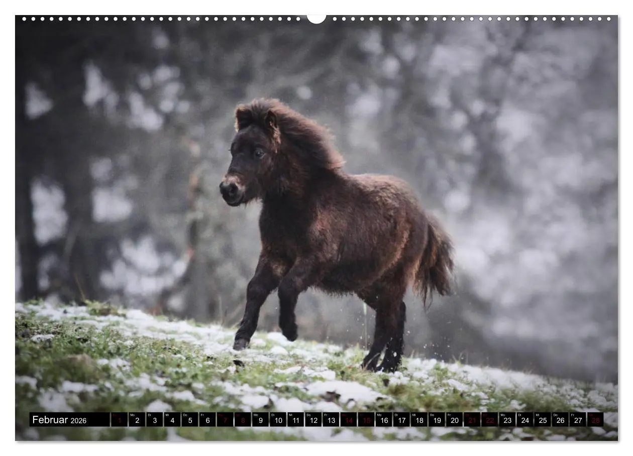 Bild: 9783457706718 | Shetlandpony Kalender (hochwertiger Premium Wandkalender 2026 DIN...