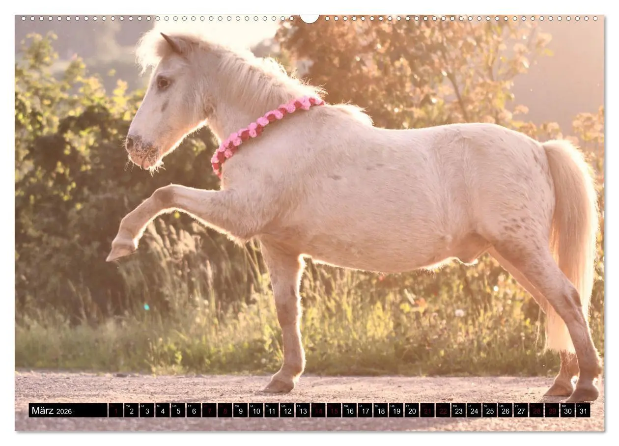 Bild: 9783457706718 | Shetlandpony Kalender (hochwertiger Premium Wandkalender 2026 DIN...
