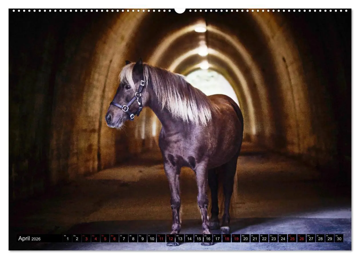 Bild: 9783457706718 | Shetlandpony Kalender (hochwertiger Premium Wandkalender 2026 DIN...