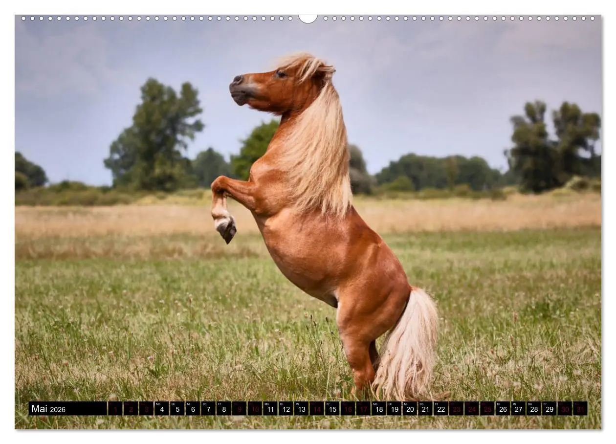 Bild: 9783457706718 | Shetlandpony Kalender (hochwertiger Premium Wandkalender 2026 DIN...