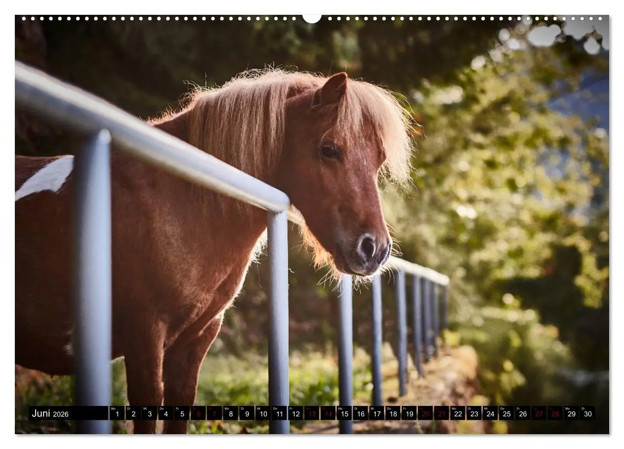 Bild: 9783457706718 | Shetlandpony Kalender (hochwertiger Premium Wandkalender 2026 DIN...