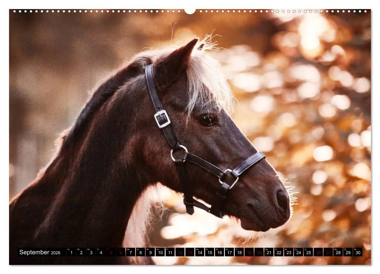 Bild: 9783457706718 | Shetlandpony Kalender (hochwertiger Premium Wandkalender 2026 DIN...