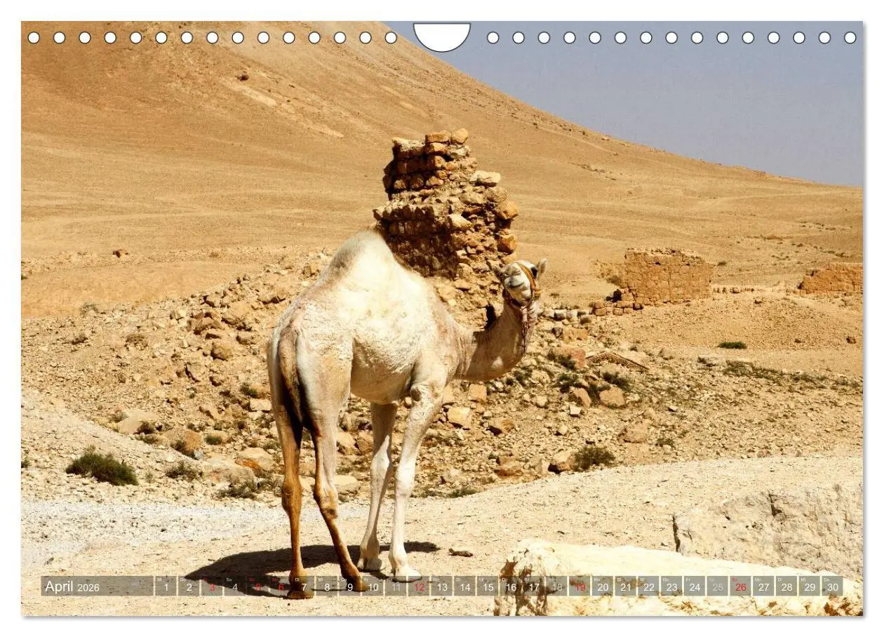 Bild: 9783516026818 | Palmyra - Historisches Syrien (Wandkalender 2026 DIN A4 quer),...