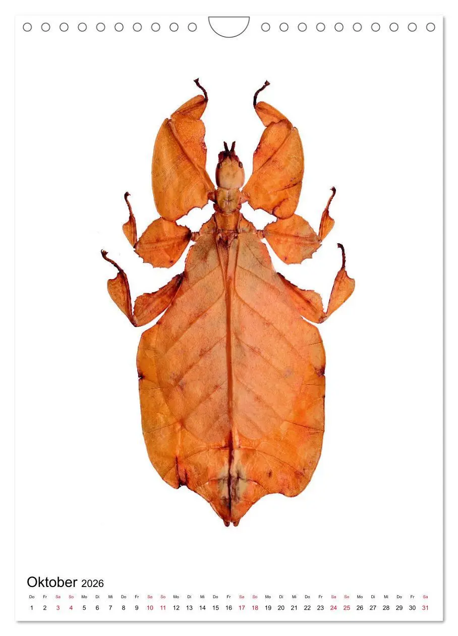 Bild: 9783516406818 | Die schönsten Insekten (Wandkalender 2026 DIN A4 hoch), CALVENDO...