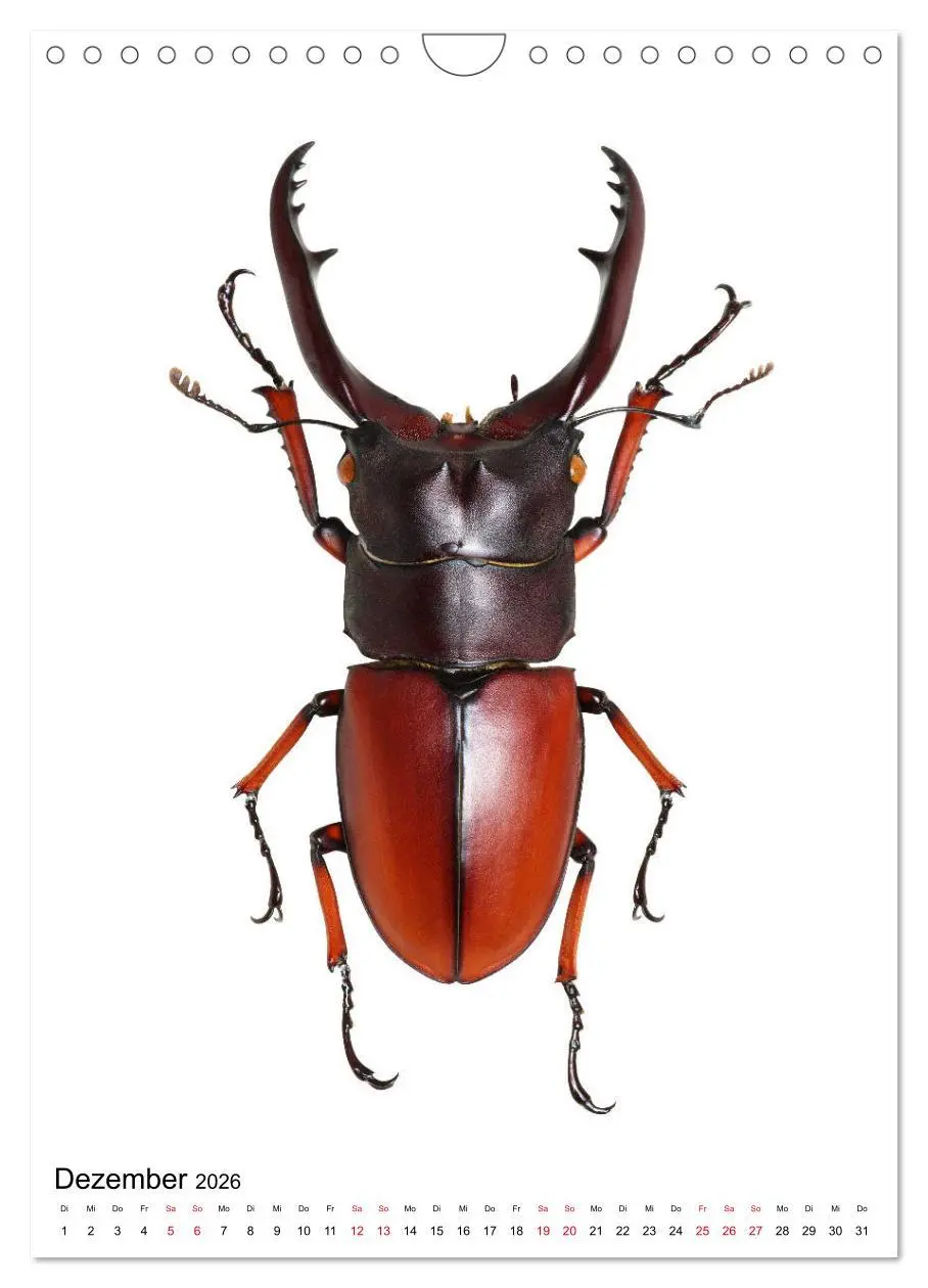 Bild: 9783516406818 | Die schönsten Insekten (Wandkalender 2026 DIN A4 hoch), CALVENDO...