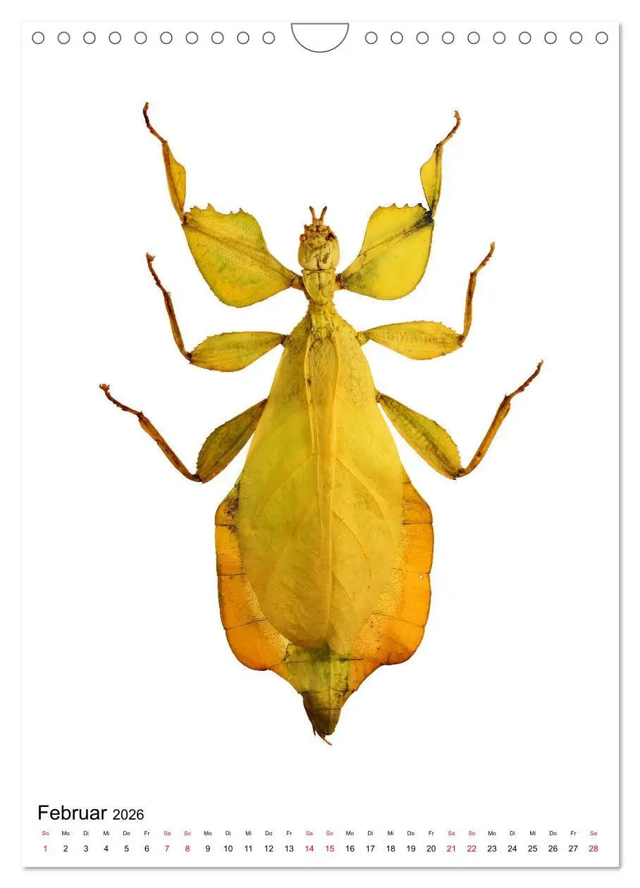 Bild: 9783516406818 | Die schönsten Insekten (Wandkalender 2026 DIN A4 hoch), CALVENDO...